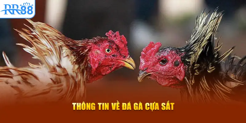 gioi-thieu-ve-da-ga-cua-sat-tai-rr88