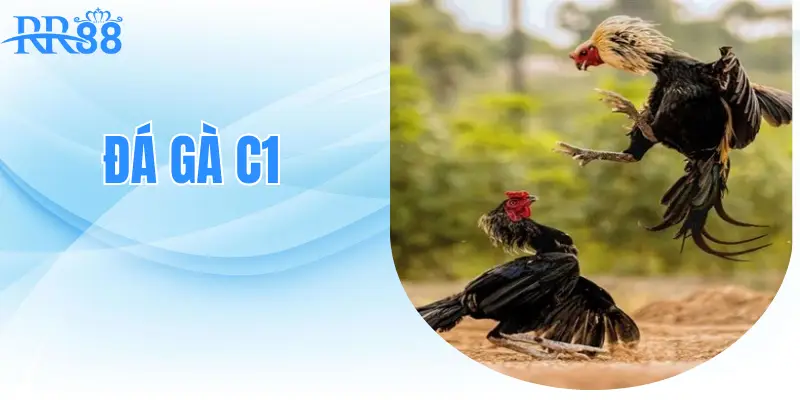 Đá Gà C1